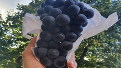 달콤함 폭발! 송산포도 3kg 특가 득템 후기🍇✨