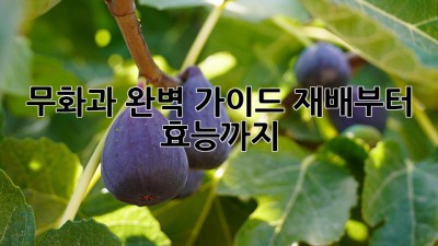 무화과 완벽 가이드: 재배부터 효능까지